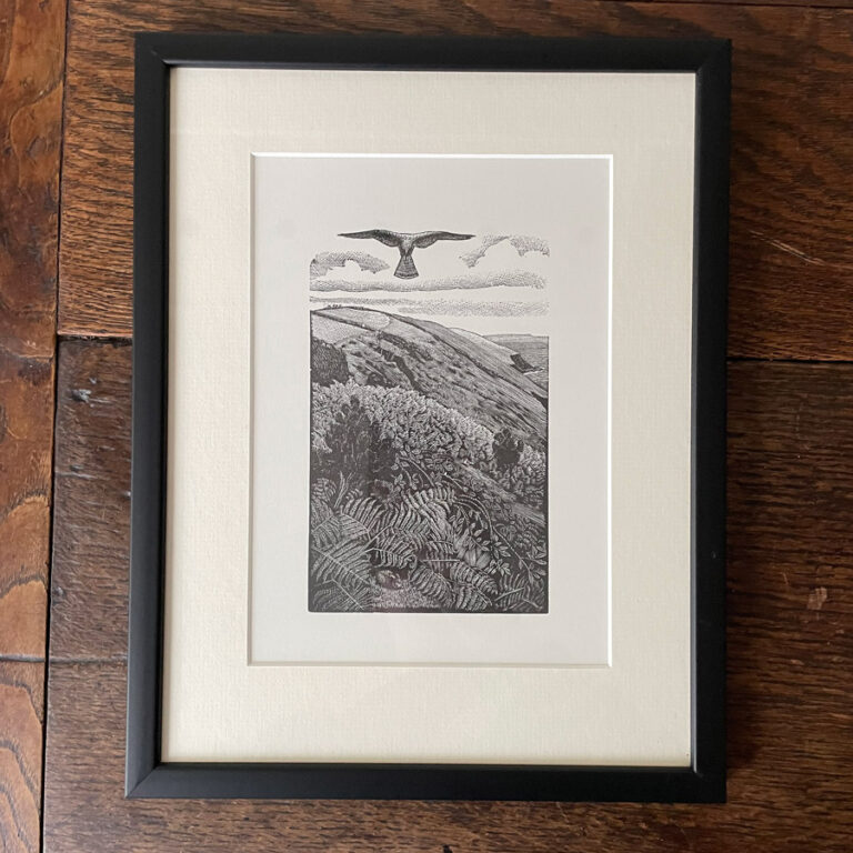 Kestrel by Charles Tunnicliffe - Image 4