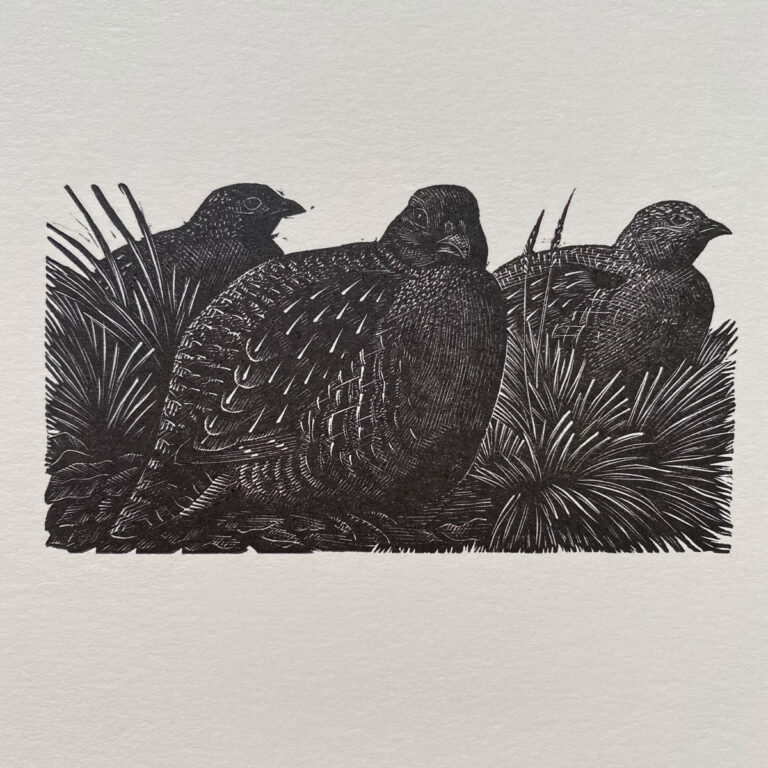 Tunnicliffe Notelet Set - Image 8