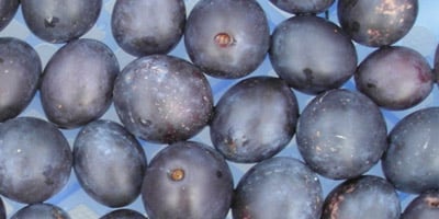 Damsons – September’s Calendar Blog