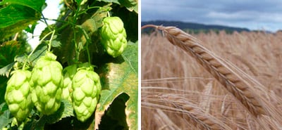 hops and barley for Butty Bach
